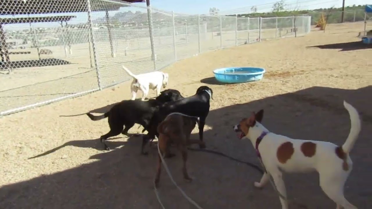 Davey - PAWS, a Adoptable Mixed Breed in Las Cruces, NM video 6/6