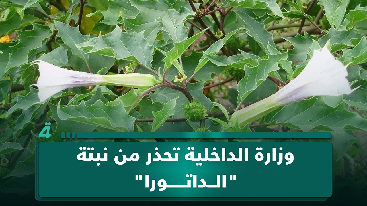 فيديو | وزارة الداخلية تحذر من نبتة "الداتورا".. مقترح جديد بشأن تمويل صندوق الإسكان