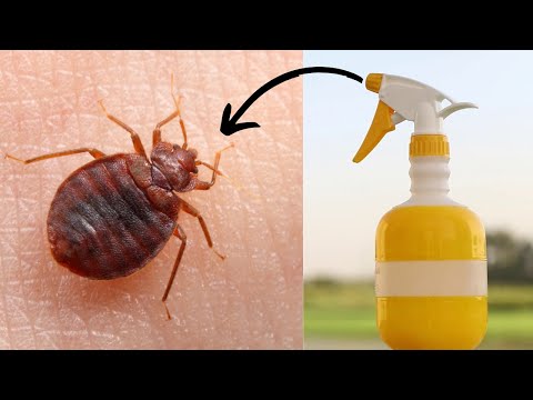 Get rid of bed bugs permanently naturally and fast in...
