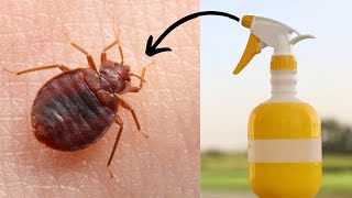 Get rid of bed bugs permanently naturally and fast in mattress and apartment in one day