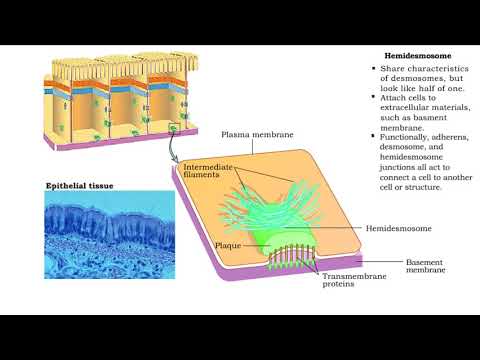 Type of Cell Junctions - Desmosome, Hemidesmosomes and Gap Junctions