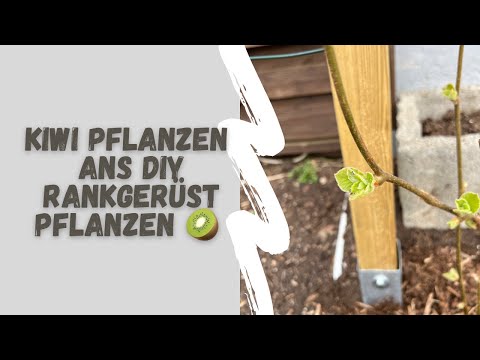 Kiwis im Garten | Kiwipflanzen ans DIY Rankgerüst pflanzen | Obst- und Naschgarten 🥝