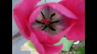 Tip Toe Through the  Tulips- Our Springtime Tulip Garden with Tiny Tim