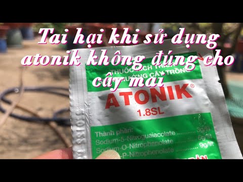 Using ATONIK incorrectly is very harmful to apricot trees after Tet // 16-1 lunar calendar