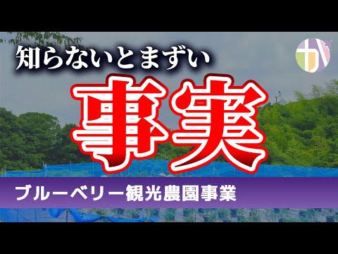 ブルーベリー狩り: これが最良の方法です 植物