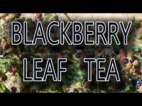 download lagu mp3 mp4 How To Make Blackberry Tea From Leaves, download lagu How To Make Blackberry Tea From Leaves gratis, unduh video klip How To Make Blackberry Tea From Leaves