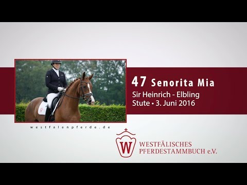47 Senorita Mia  Stute v. Sir Heinrich - Elbling