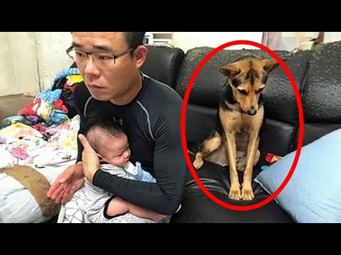 Un chien jaloux ne veut pas partager son père avec son nouveau frère humain