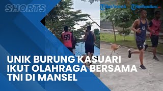 Viral Momen Unik Burung Kasuari Ikut Olahraga Bersama 4 Prajurit TNI AD di Mansel, Begini Aksinya