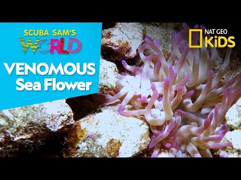 Venomous Sea Flower | Scuba Sam's World