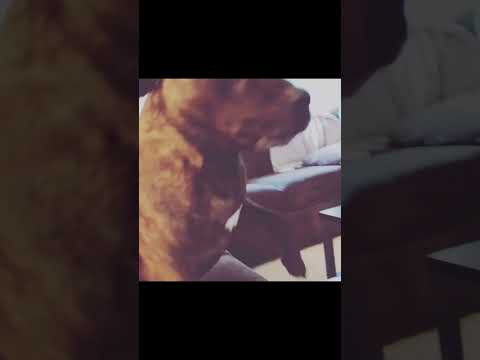 Girl talk, Always gotta tell mom how she’s feeling. #doglover #staffy #staffydaily #dogmom #dog