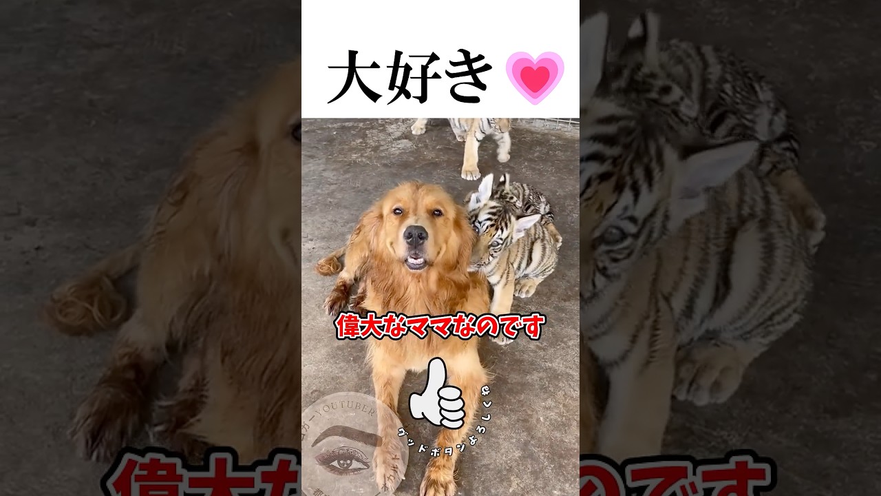 トラ５匹を育て上げたママ・ゴールデン❤️ #shortvideo #動物園 #ゴールデンレトリバー