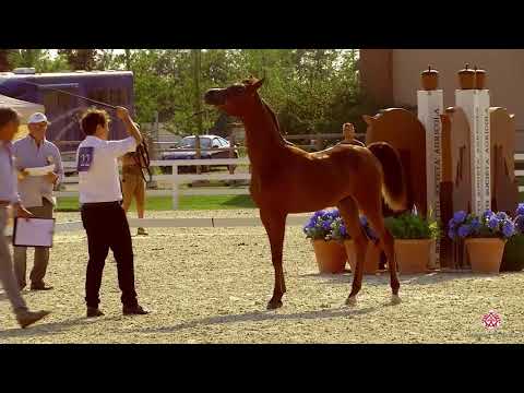 N.22 IMPERIUM - Milan 2020 Arabian Horse Show - Yearling Colts (Class 4A)