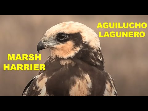 AGUILUCHO LAGUNERO | MARSH HARRIER | Circus aeruginosus