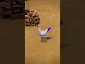 Kabutar Ke Video Shorts Kabutar Kabootar Pigeon Backflip