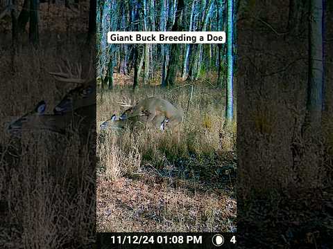 GIANT BUCK BREEDING DOE | RARE FOOTAGE | #deer #whitetail #bowhunting #rare #baby