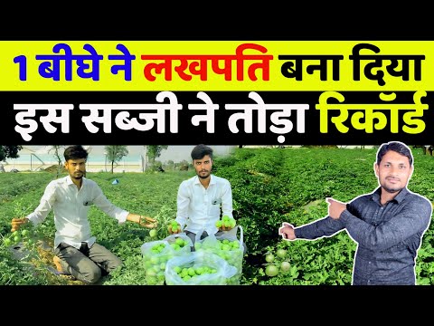 देसी टिंडे की खेती | tinda ki kheti kab aur kaise Karen | tinde ki kheti kaise kare