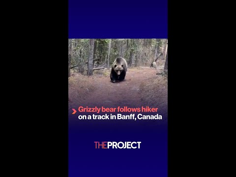 Grizzly bear follows hiker on a track in Banff, Canada