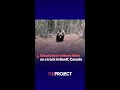Grizzly bear follows hiker on a track in Banff, Canada