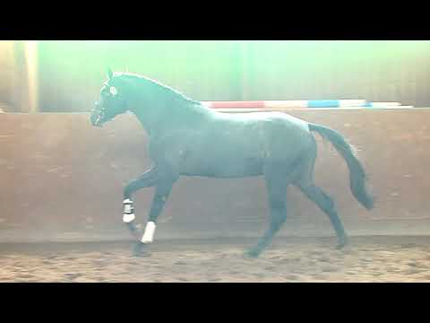 29. Mecklenburger Körtage - Kat.Nr. 68 Hengst v. Diarado