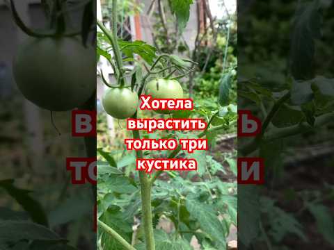 Хотела вырастить только три кустика помидоров… но руки как то сами,,,🙌