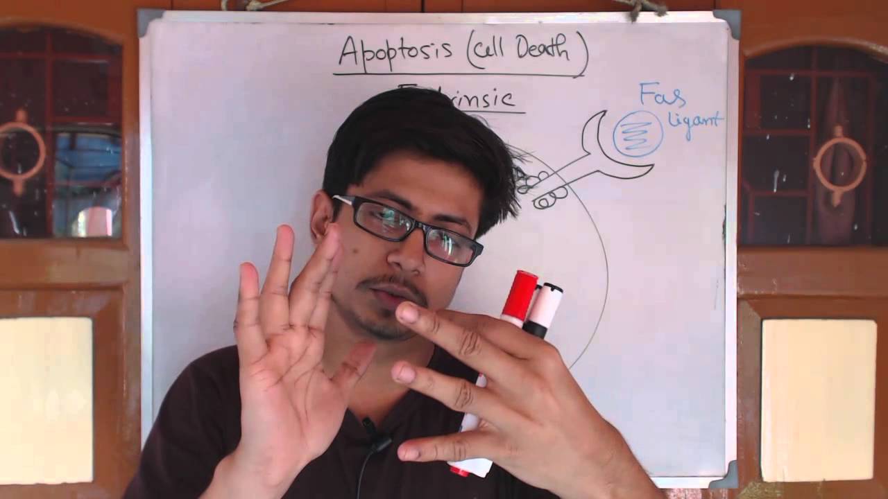 Apoptosis pathway | apoptosis extrinsic pathway