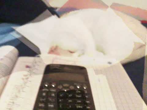 My beautiful cat 🐱 Lulwa