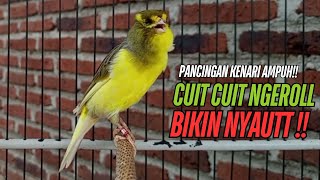 Download lagu SUARA Kenari GACOR PANJANG Pancingan & masteran Kenari Paud AGAR gacor AMPUH Kenari MACET bunyii mp3 Download lagu SUARA Kenari GACOR PANJANG Pancingan & masteran Kenari Paud AGAR gacor AMPUH Kenari MACET bunyii mp3