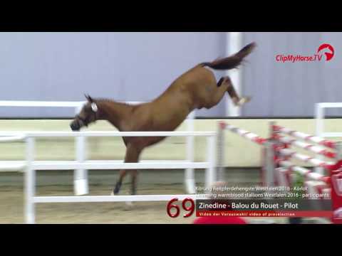 69  Zinedine - Balou du Rouet - Pilot