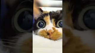 Download lagu When the cat faces the camera #cat #cats #funny #funnycats #catvideos #catlovers mp3