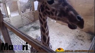 Animal Adventure Park Giraffe Cam