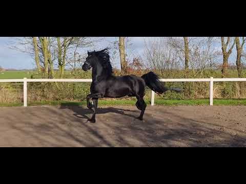 Stal Okkema's Doeke - Jehannes x Sape - stallion - 1.63m - 2017