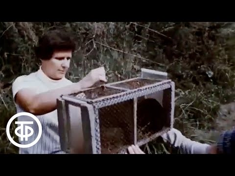 Планы и жизнь. Сибирь в объективе науки (1975)