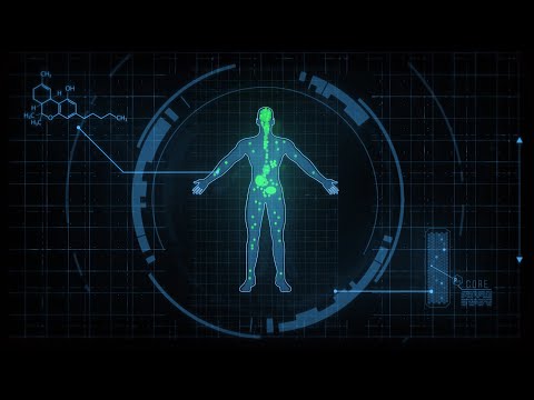 Wie Cannabis im Körper wirkt: Endocannabinoid-System