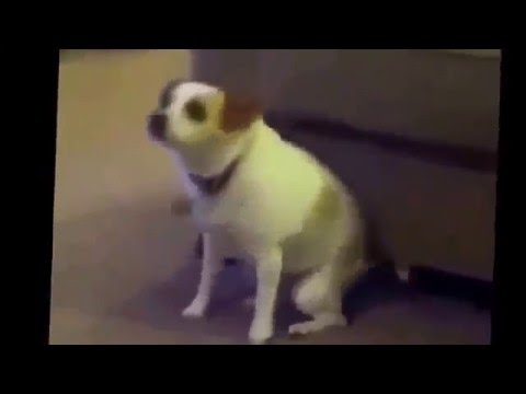 لقطة مضحكة ههه FUNNY MOMENT WITH CATS