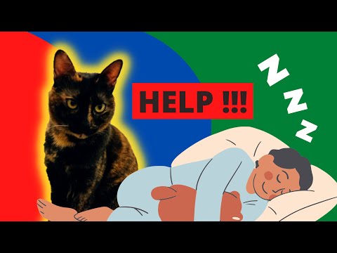 Why Does My Cat Stare At Me While I Sleep | Vet explains