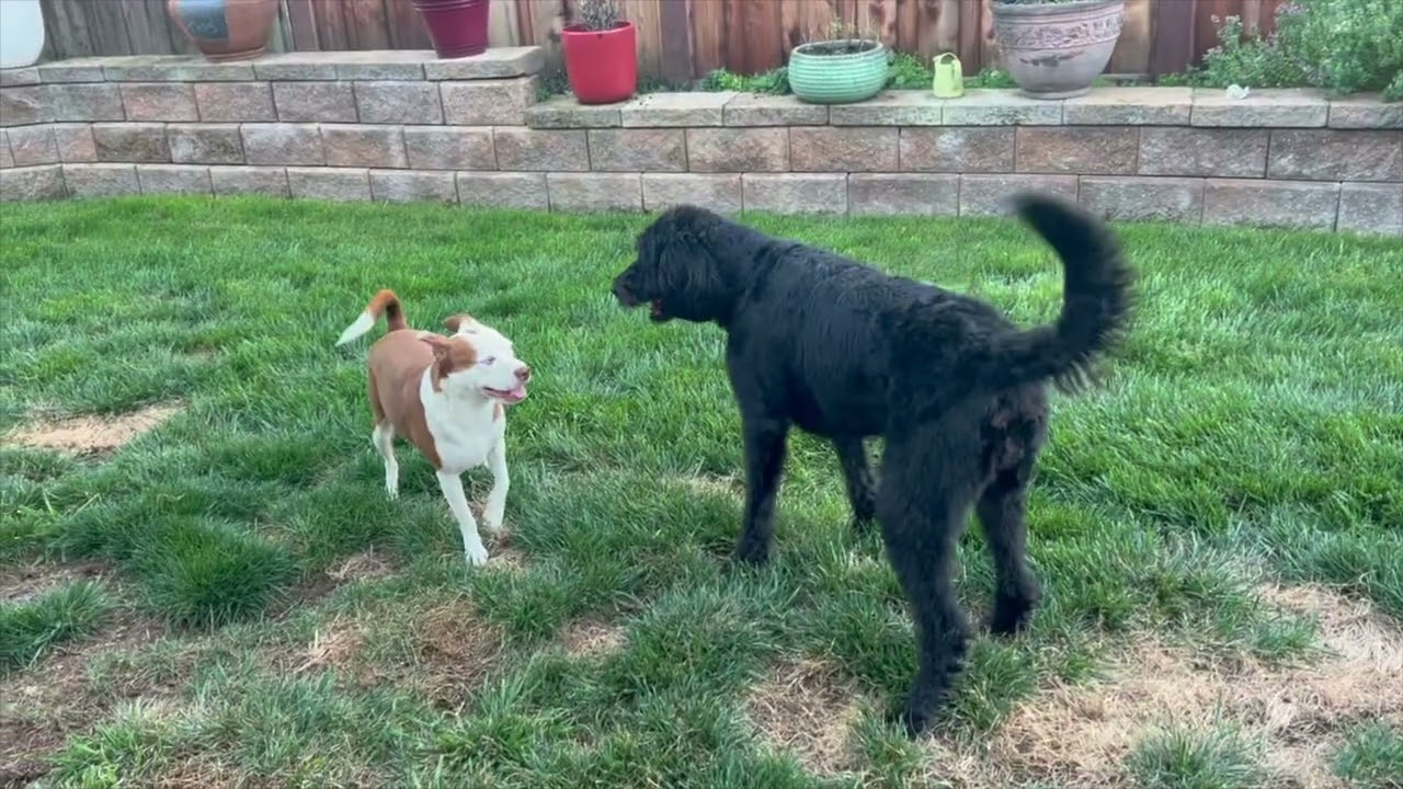 Enlarge Duke, a ADOPTABLE mixed breed in Walnut Creek, CA video 1/6