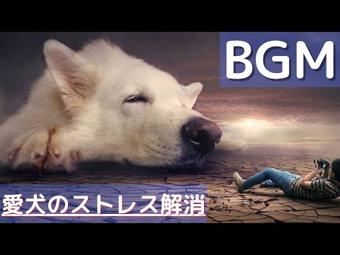 犬を寝かしつける