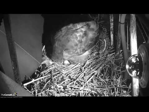 Big Red Reveals Three Eggs After Night Falls, Cornell Hawks Cam