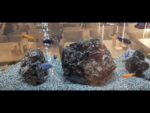 Malo čudne ribice zar ne?