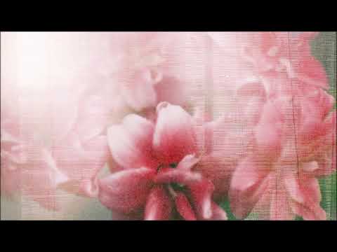 Solitude - Winsome