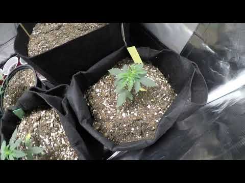 Update: Dosipunch, Wet Betty, Molten Lava, White Linen, 3 Bears OG, Blurricane