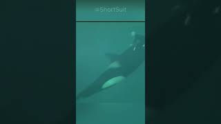 Killer Whale attack on the Trainer #shorts #killerwhales