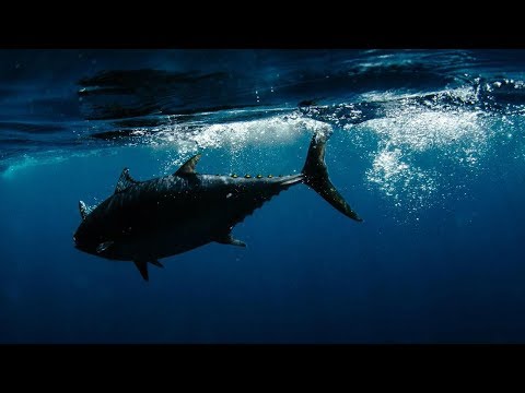 Fishing BC Presents: Tuna off the West Coast of Vancouver Island