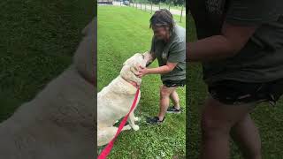 Video preview image #1 - Mix Puppy For Sale in Woodsfield, OH, USA