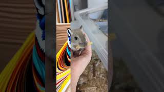 Le filtre #beatlejuice sur Taupe #ai #filter #gerbil #gerbille #animal #pets #gerbilles #cute #chat