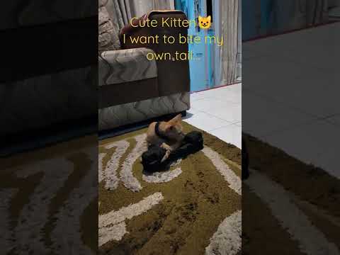 Cute Kitten Momo kitten 🐈 trying to bite her own tail 😍 make us laugh