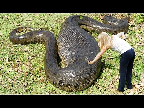 10 Самых Больших Змей на Планете