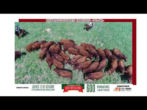 CABAÑA DON BENJAMIN - ANGUS -MACHOS- PC- NEGROS/COLORADOS- AÑO 2017-DRONE-