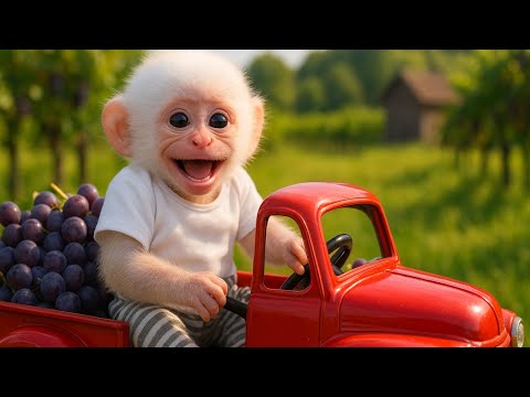 "🐒🍇 Baby Monkey’s Cutest Grape Delivery Ever! 🚚😂"